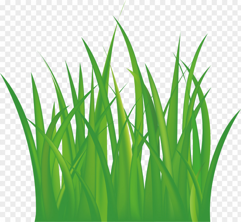 Grass Grassland Euclidean Vector PNG