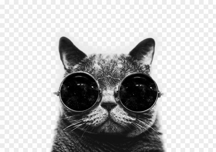Hipster Cat Desktop Wallpaper Kitten Drawing PNG