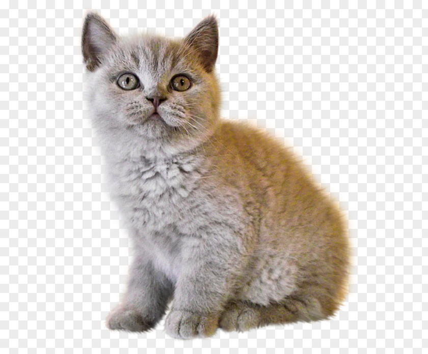 Kitten Persian Cat Bombay Somali Abyssinian PNG