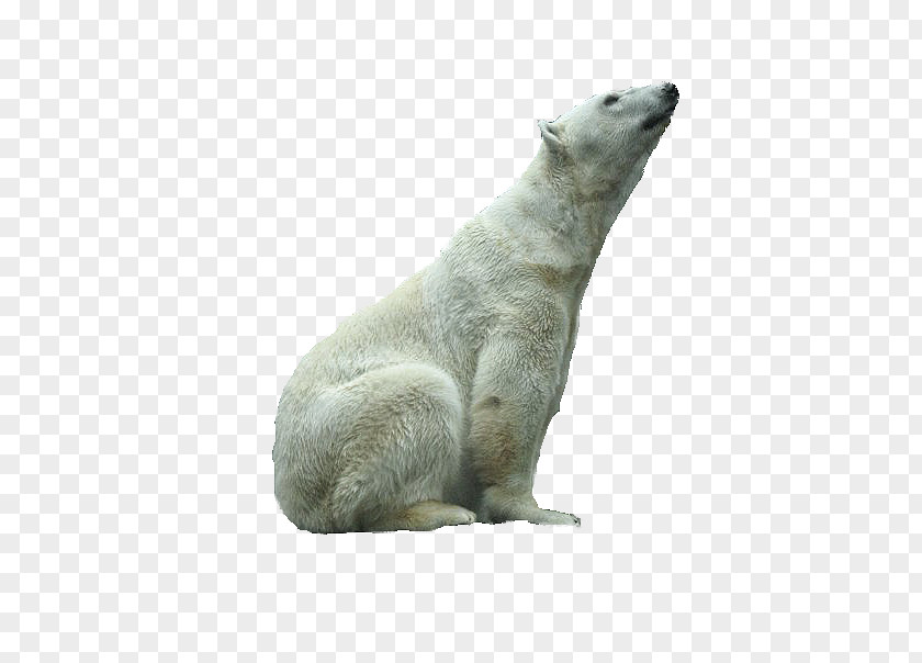 Pamela Polar Bear Fur Terrestrial Animal Snout PNG