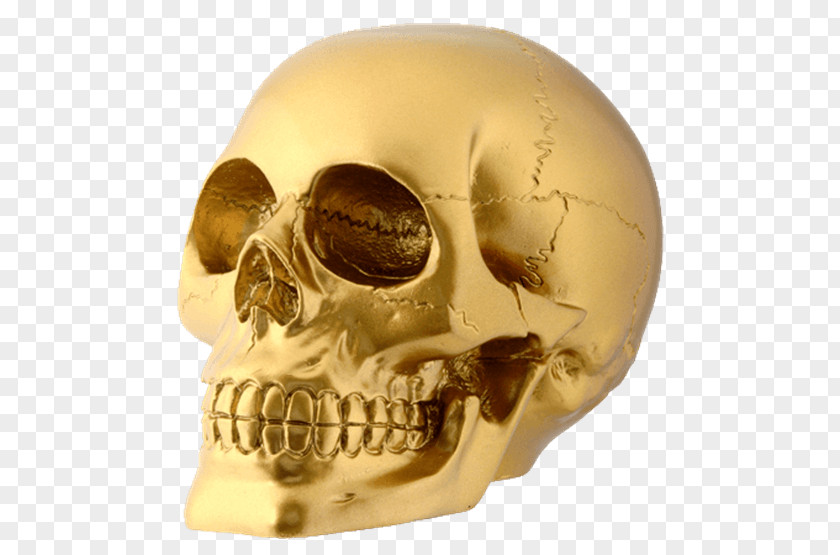 Skull Human Skeleton Head PNG