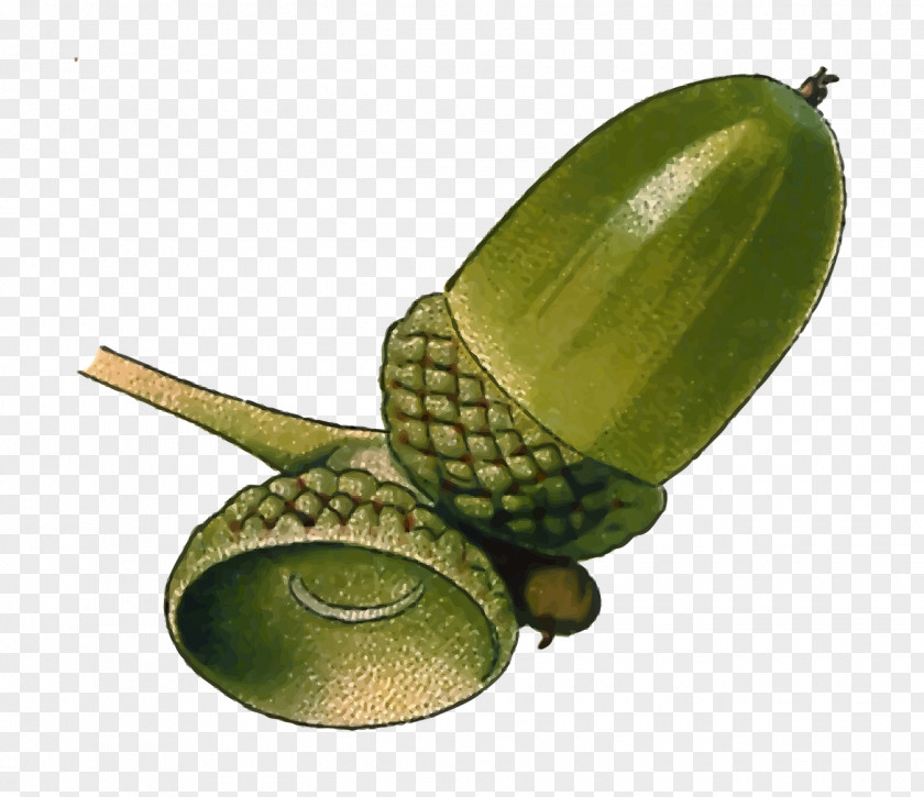 Acorn Oak Seed PNG