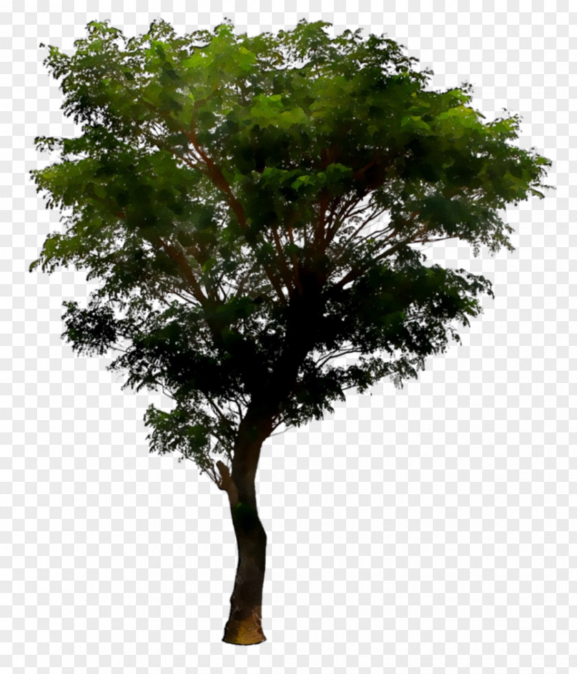Architectural Rendering Tree Design Image PNG