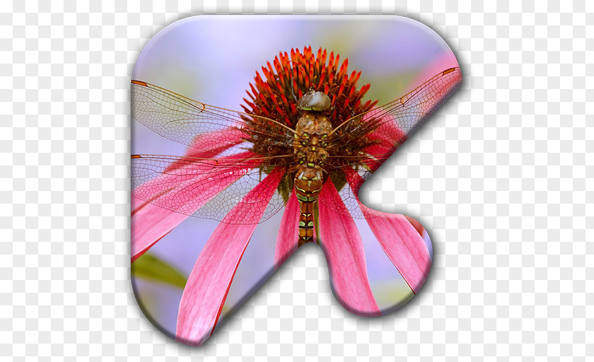 Insect Dragonfly Desktop Wallpaper PNG