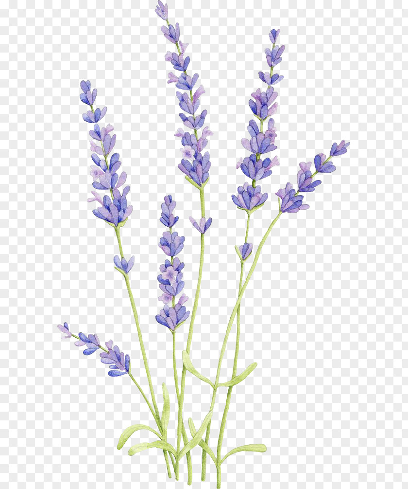 Painting English Lavender Watercolor Drawing Watercolor: Flowers Illustration PNG