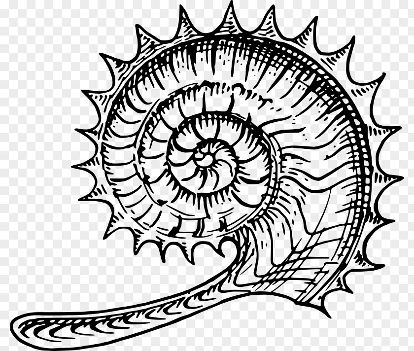 Seashell Ammonites Nautilidae Clip Art PNG