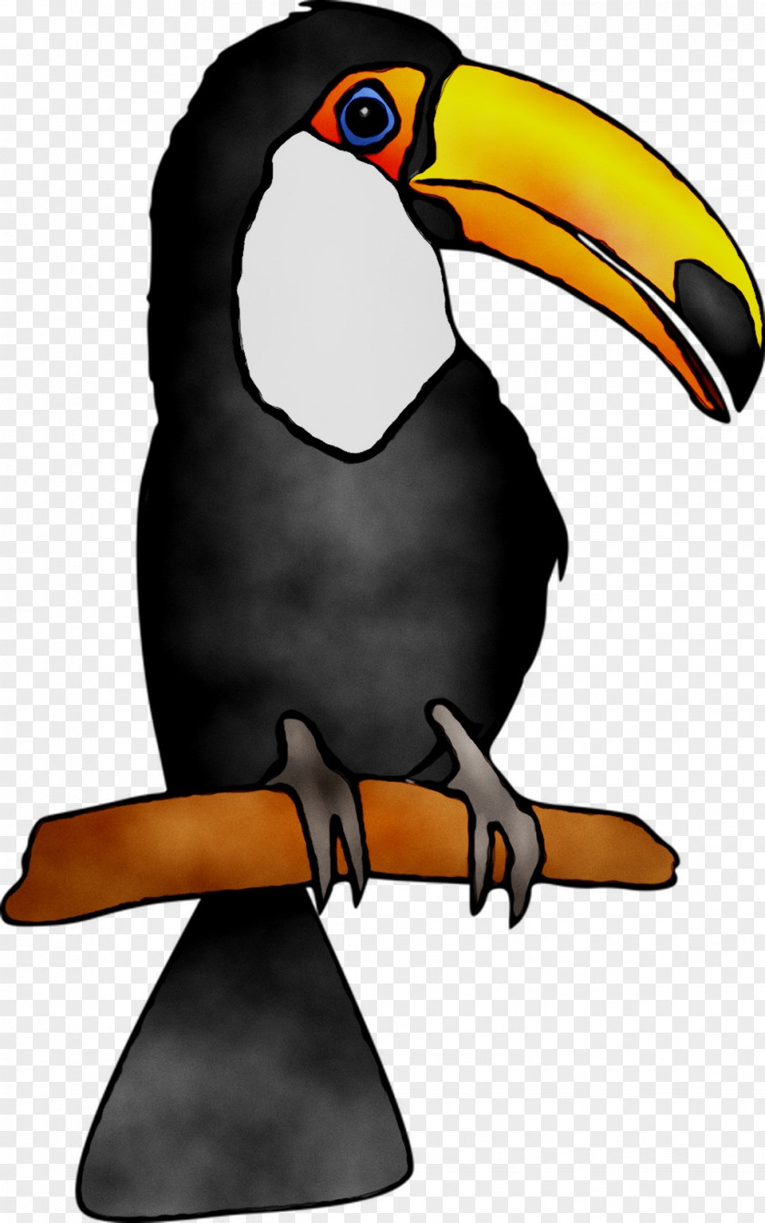 Toucan Beak Clip Art Fauna PNG
