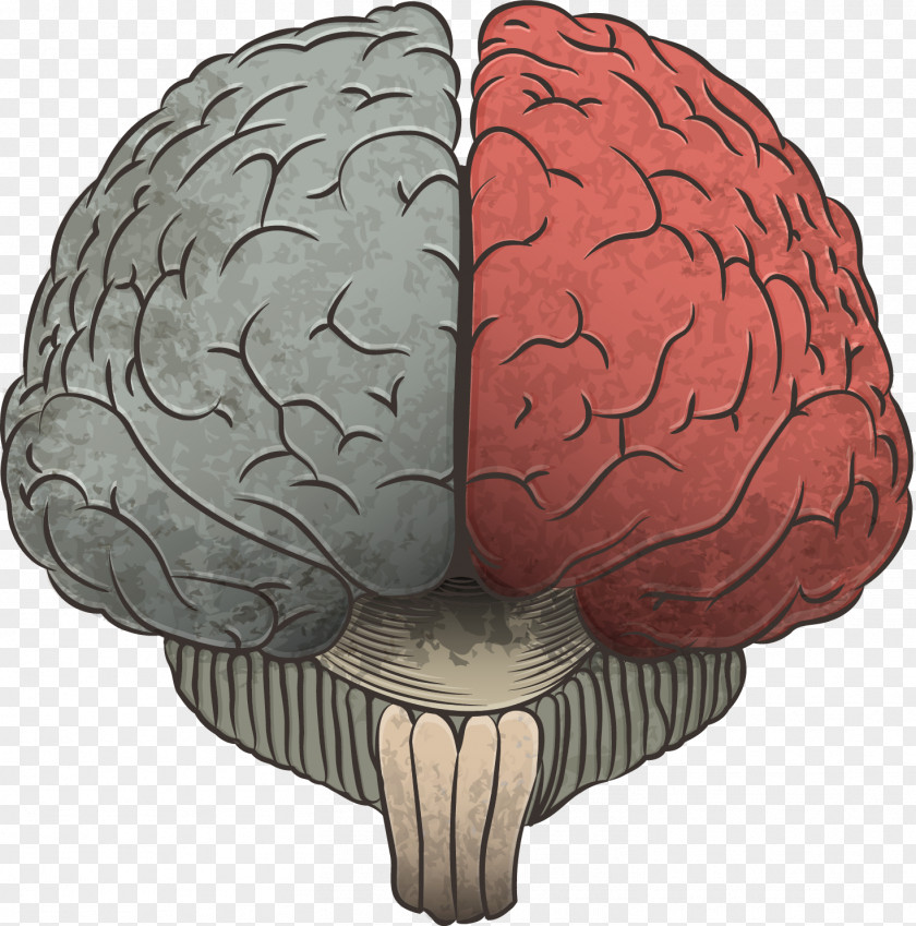 Vector Hand-drawn Brain Agy Cerebrum Information Drawing PNG