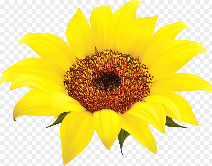 3d Computer Graphics Drawing Blog Flower PNG