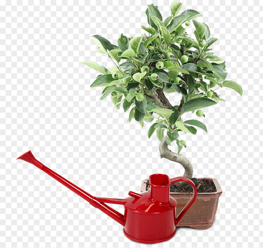 Bonsai Flowerpot Houseplant Tree Herb PNG