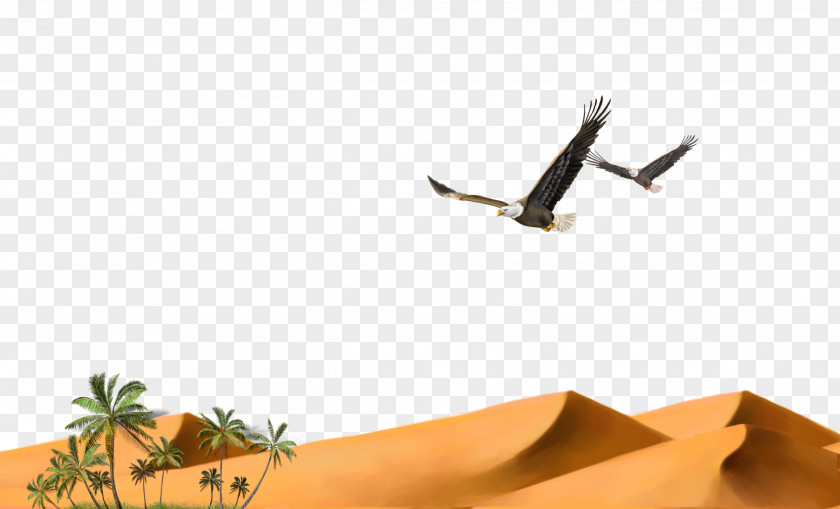 Desert Solitary Hawk Granulator Eagle PNG
