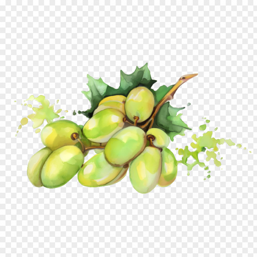 Green Mango Watercolor Painting Fruit Drawing PNG