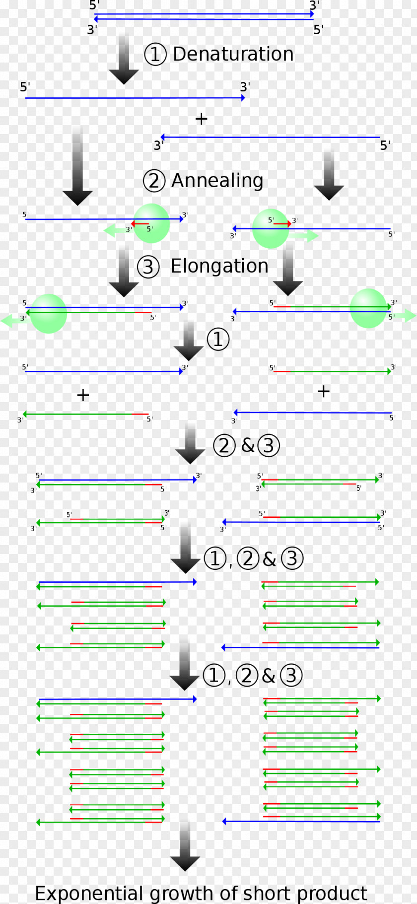 Science Real-time Polymerase Chain Reaction Molecular Genetics PNG
