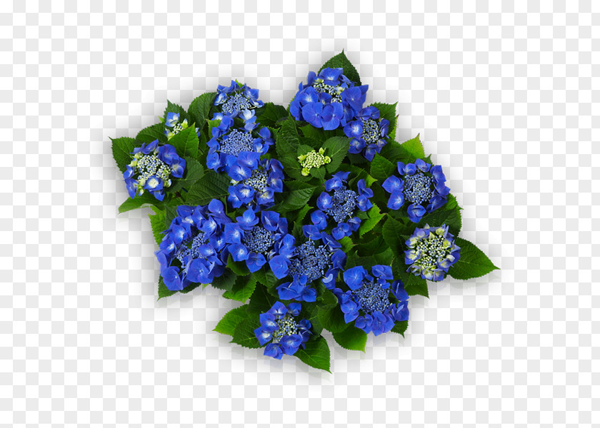 Flower Cut Flowers Blue French Hydrangea Floral Design PNG