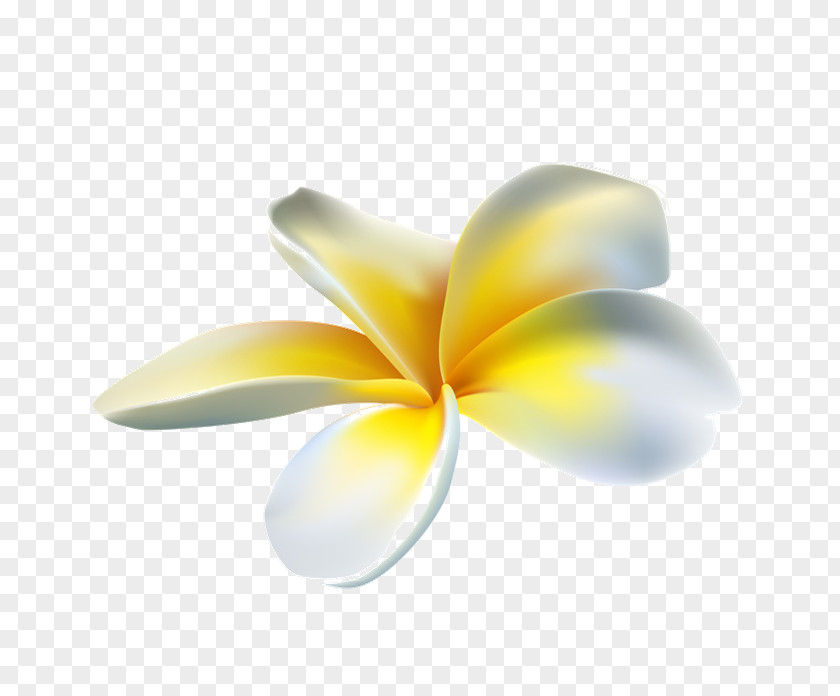 Frangipani Petal Flower Clip Art PNG