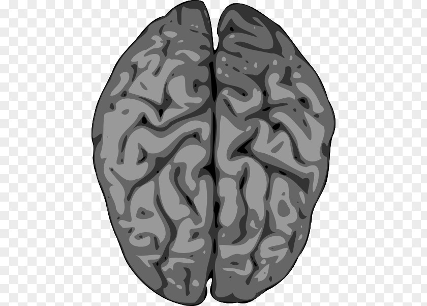 Human Brain Clipart Clip Art PNG