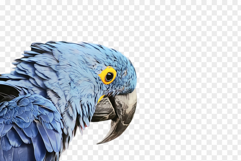 Parakeet African Grey Colorful Background PNG