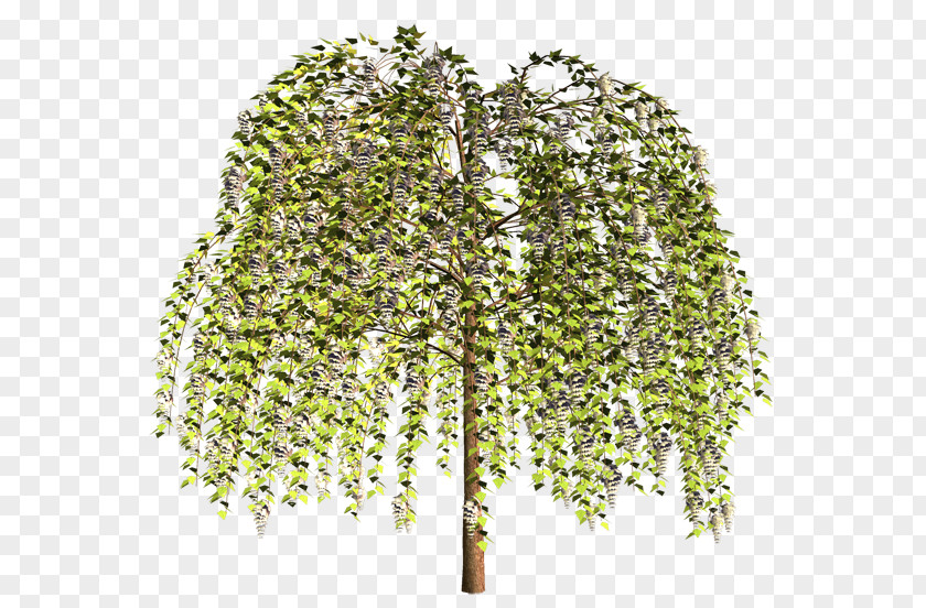 Plant Stem Shrub Branching PNG
