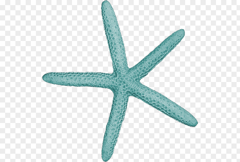 Starfish Yandex Album PNG