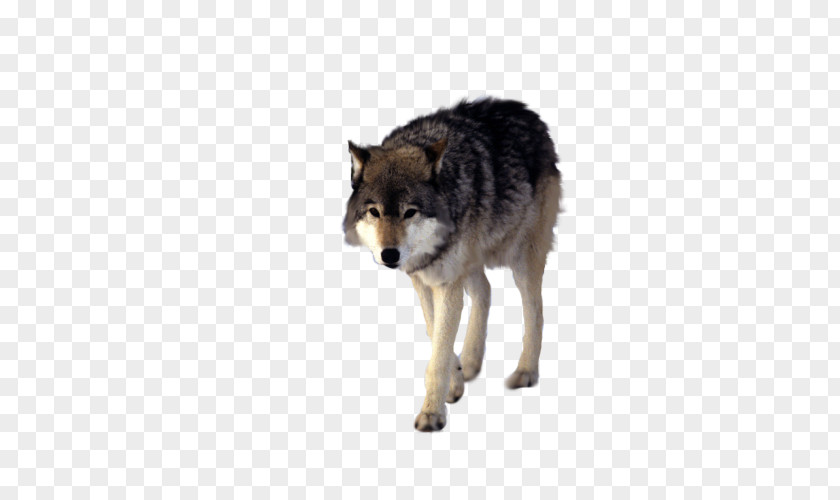 Walking Wolf Wolfdog Coyote Black PNG