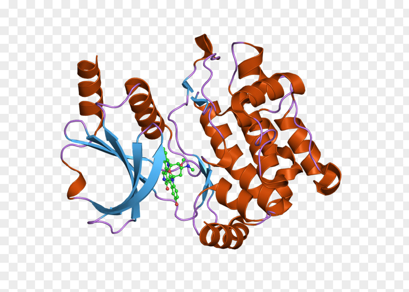 Cdc42 Protein Kinase A PAK1 PAK2 PNG
