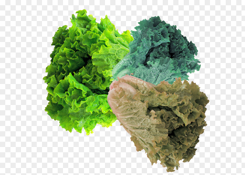 Chinese Cabbage In Kind Jadeite Kale Napa PNG