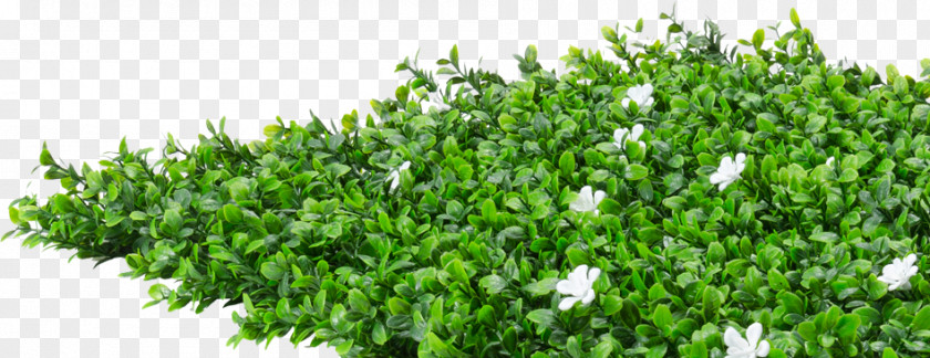 Hedge Top Shrub Flower Evergreen Plant PNG