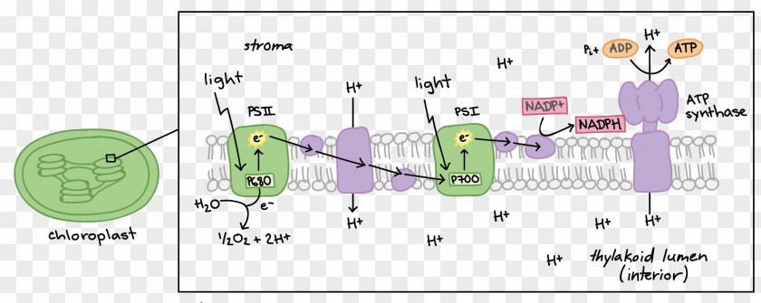 Light Light-dependent Reactions Photosynthesis Biology Light-independent PNG