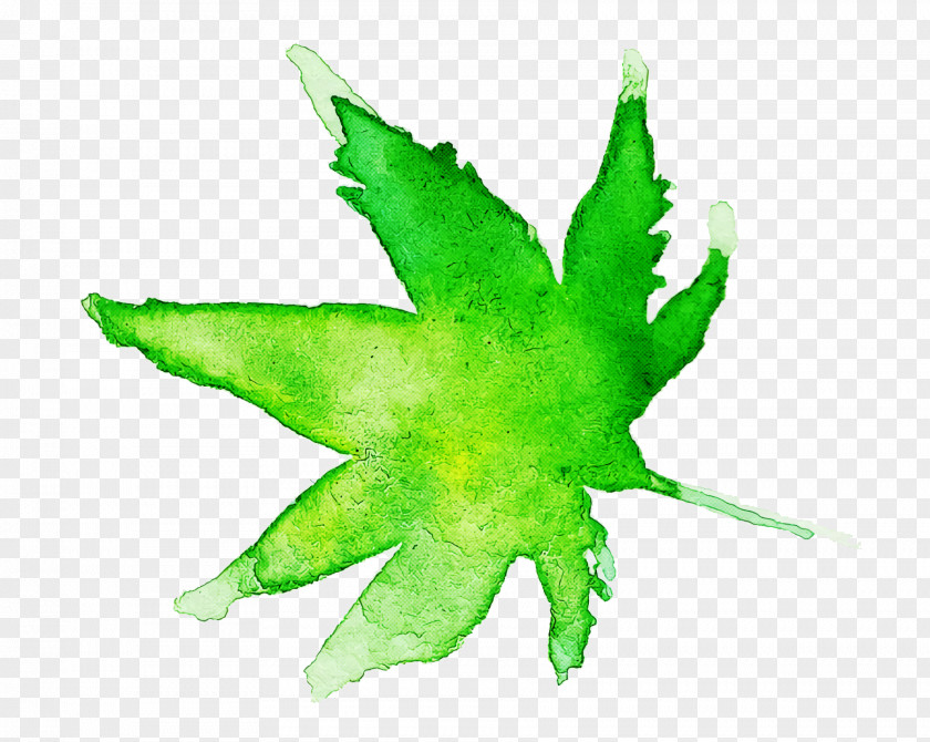 Maple Leaf PNG