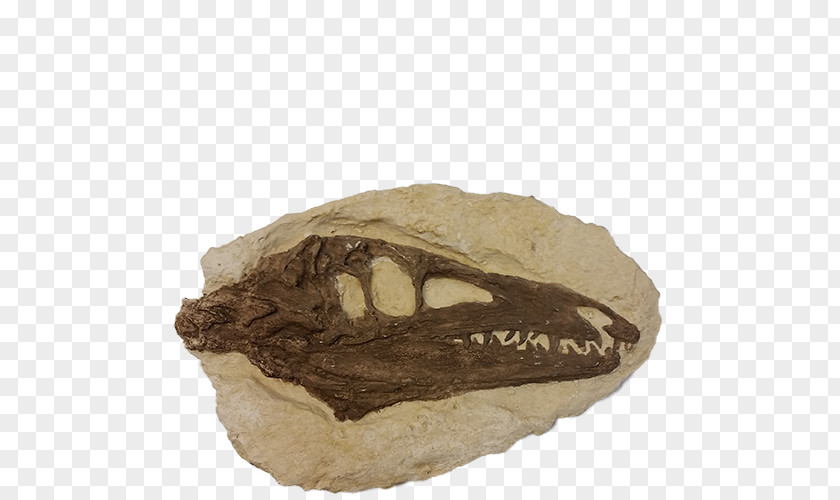 Mineral Jaw Fossil Group PNG