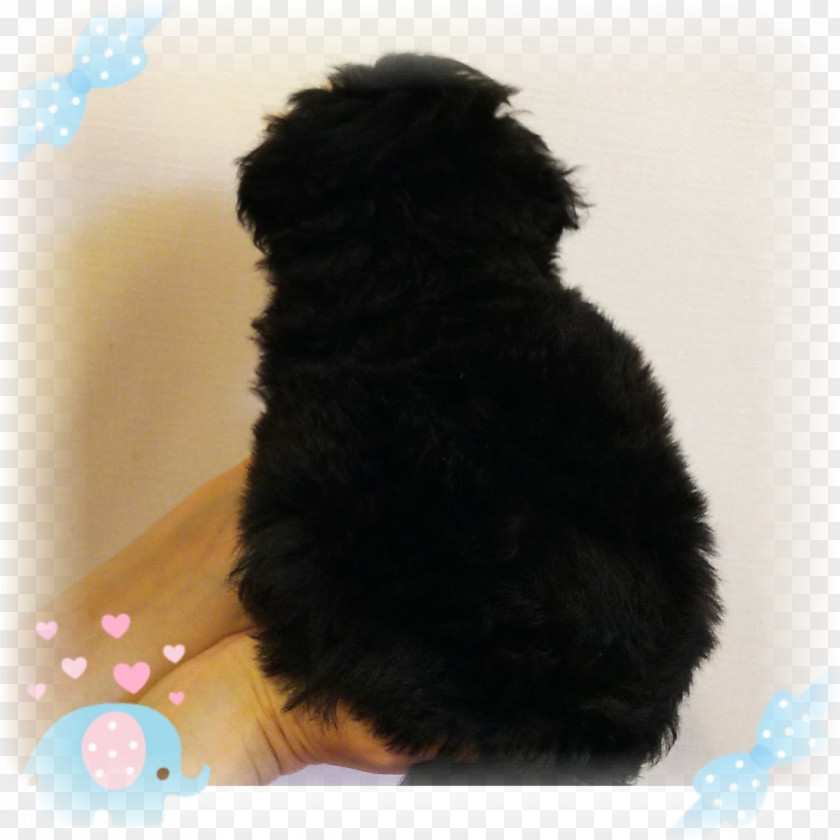 Toy Poodle Schnoodle Cockapoo Havanese Dog Affenpinscher Spanish Water PNG