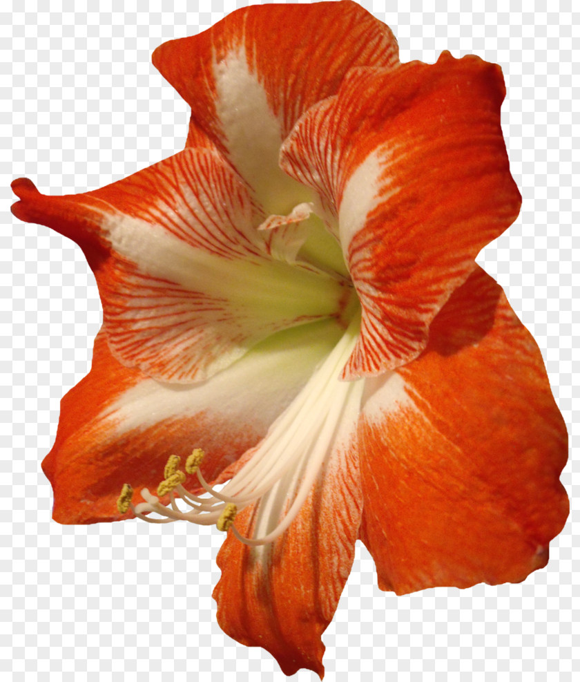 Amarillo Download Flower PNG