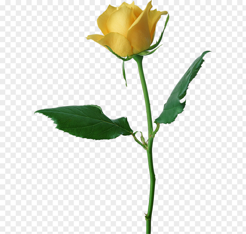Animated Roses Images Rose Yellow Clip Art PNG
