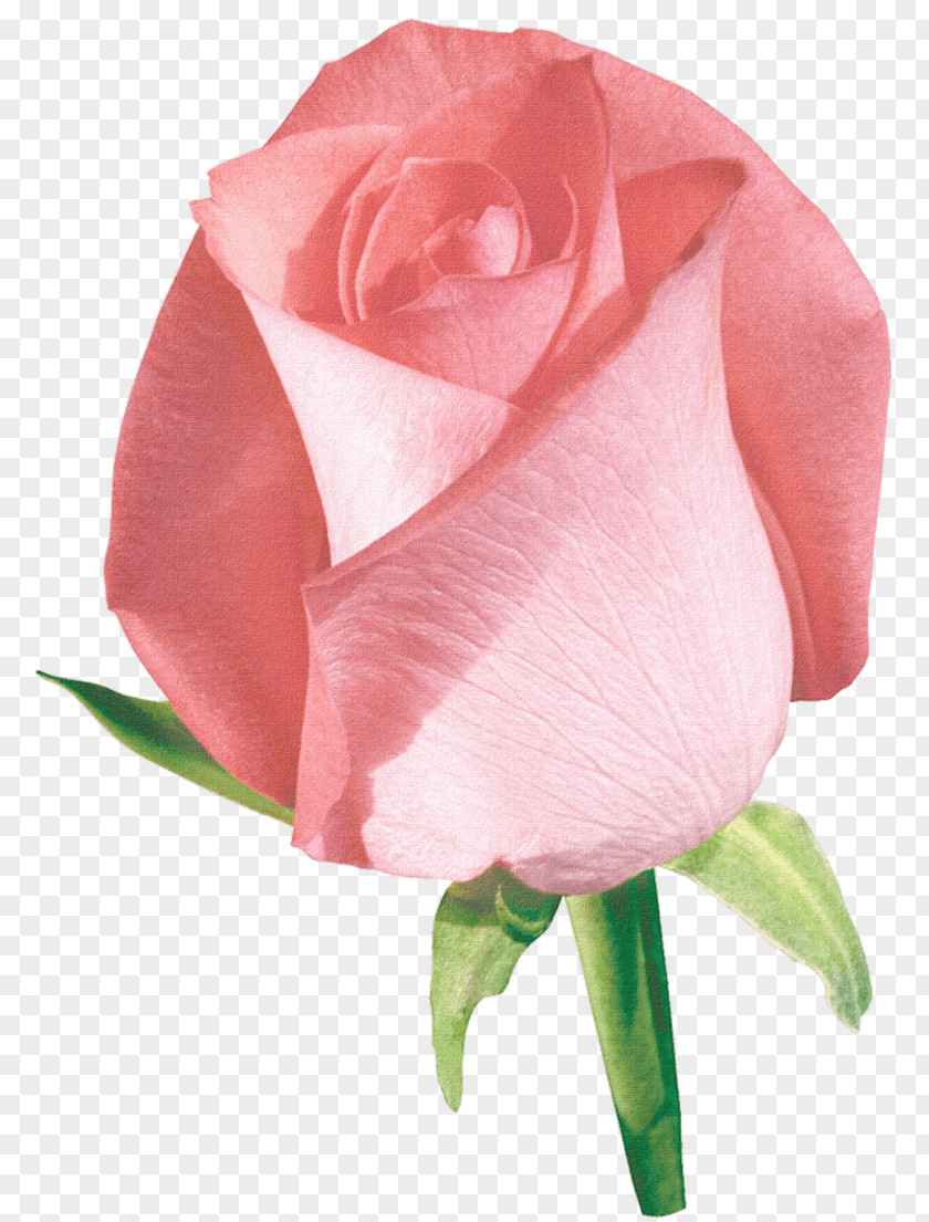 Beautiful Rose Garden Roses Flower Floral Design Clip Art PNG