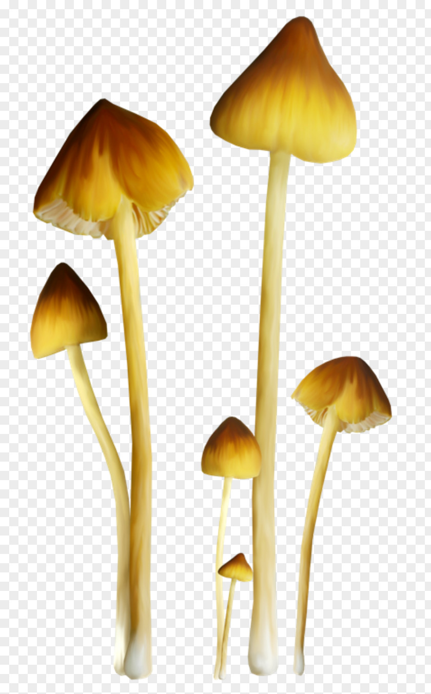 Color Mushrooms Fungus Mushroom Amanita Muscaria Clip Art PNG
