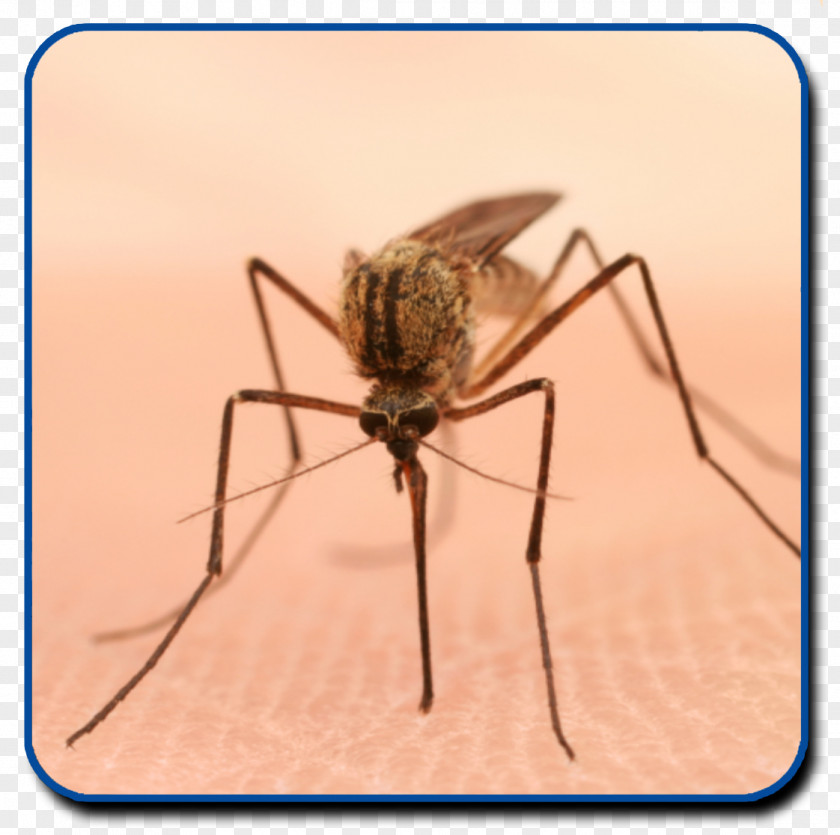 Mosquito Yellow Fever Control Zika Virus Mosquito-borne Disease Pest PNG