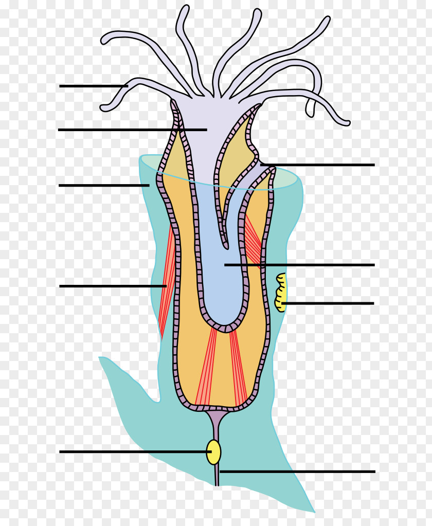 Muscle Bryozoa Lophophore Anatomy Organism Biology PNG
