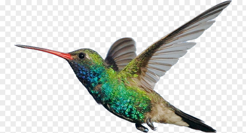 Rubythroated Hummingbird Wing Bird PNG
