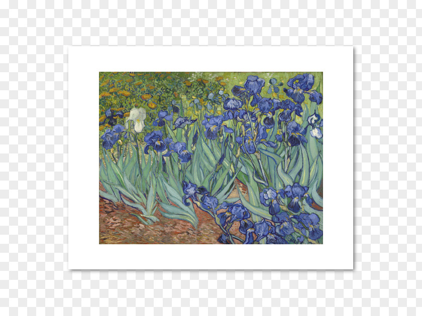 Van Gogh J. Paul Getty Museum Irises Center Painting Art PNG