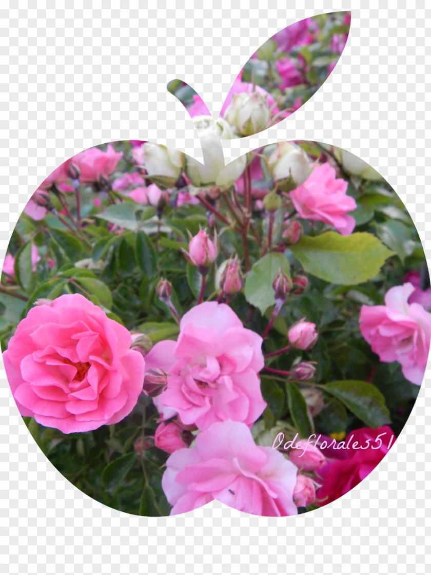 Design Floral Flower Garden Roses PNG