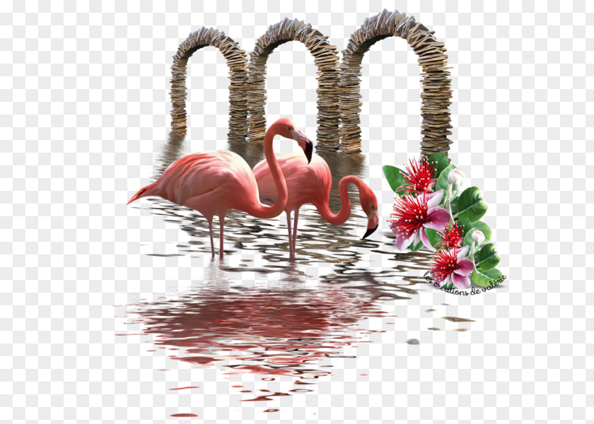 Flamingo-bird Beak PNG