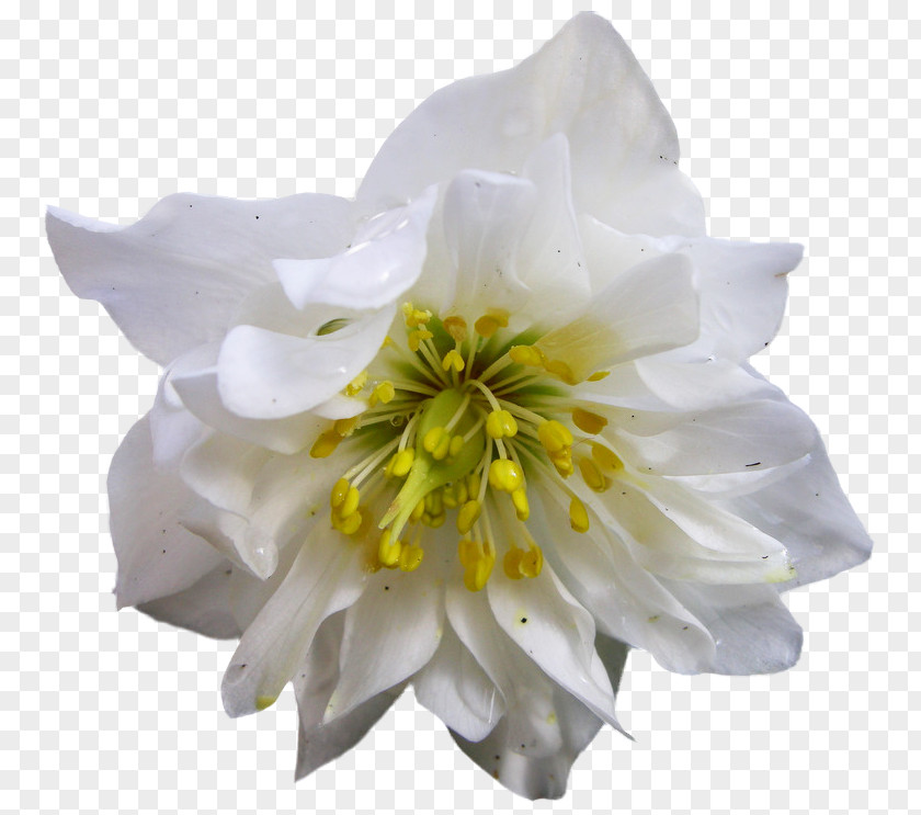 Hellebore Download PNG