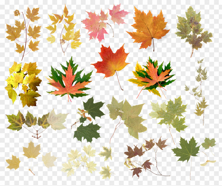 Leaf Raster Graphics Tree Abscission Clip Art PNG