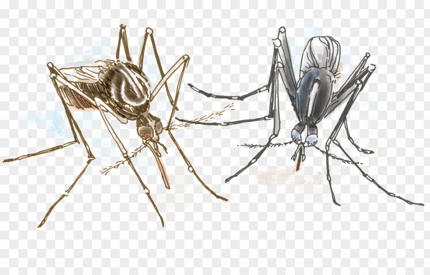 Mosquito Aedes Albopictus Yellow Fever Insect Invertebrate Dengue PNG