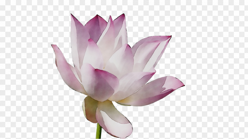 Sacred Lotus Plant Stem Cut Flowers Purple PNG