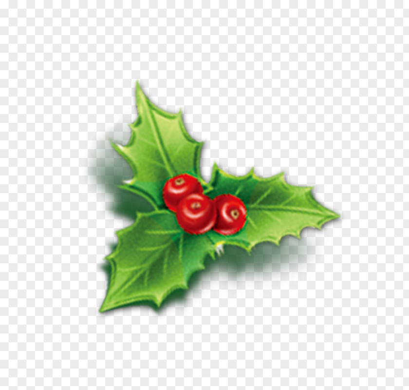 Cherry Holly Aquifoliales Christmas Mistletoe Icon PNG