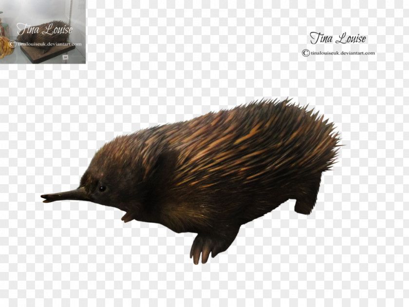 Echidna Hedgehog Beaver Porcupine Fur PNG