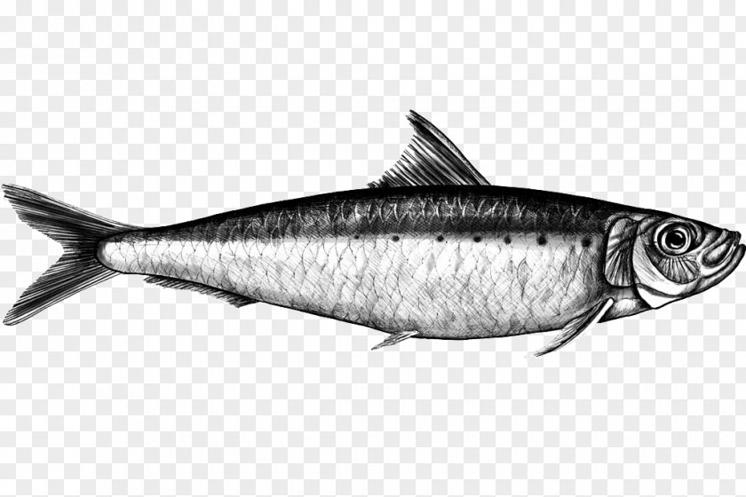 Fish Sardine Mackerel Products Milkfish PNG