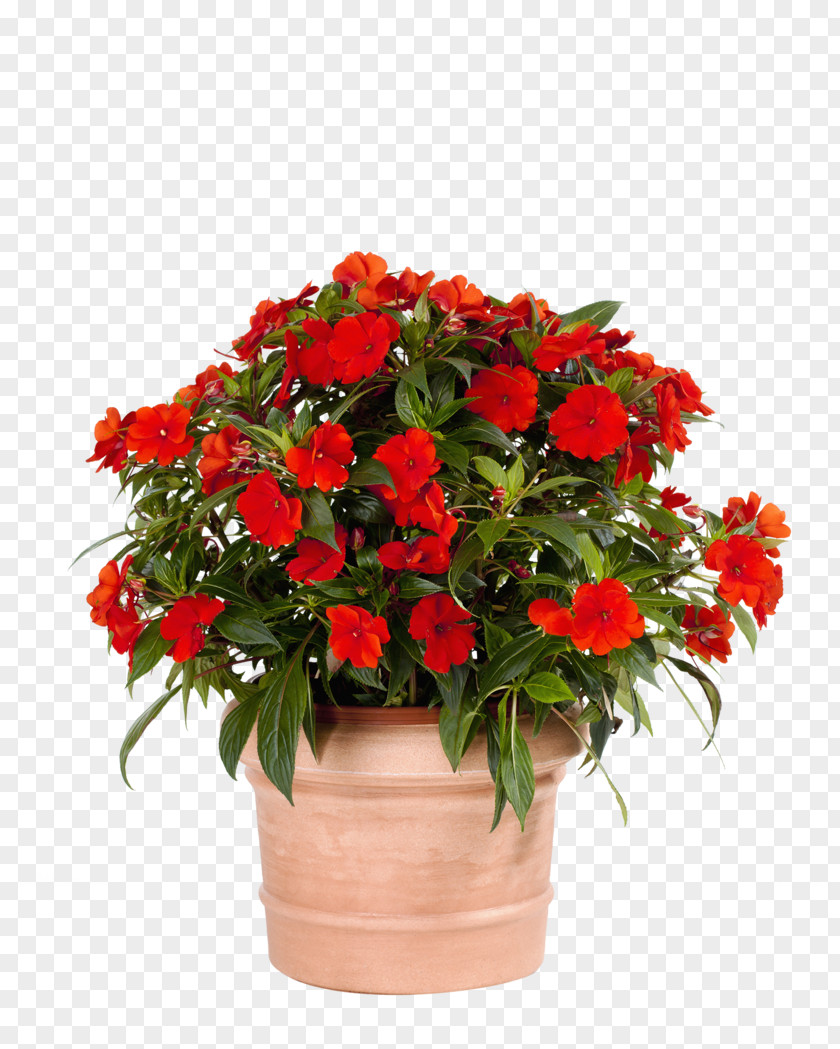 Flower Floral Design Flowerpot Impatiens Begonia Houseplant PNG