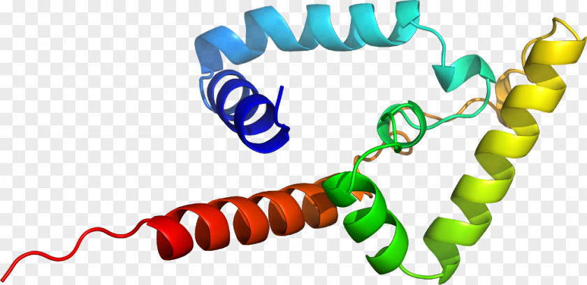 Line PARP1 Body Jewellery Poly (ADP-ribose) Polymerase Clip Art PNG